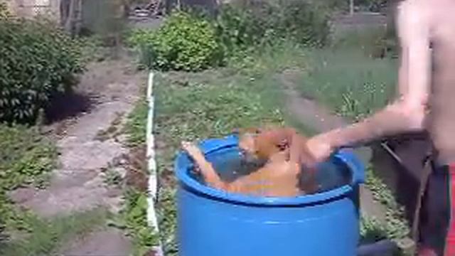 Рыжая собака(очень смешно) =) смотреть онлайн