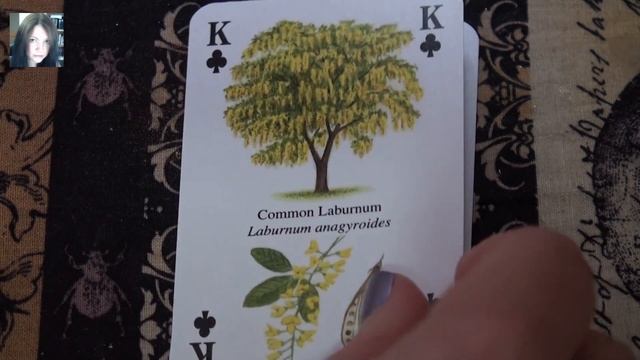 Alternate Oracle decks - Heritage Tree Cards смотреть онлайн