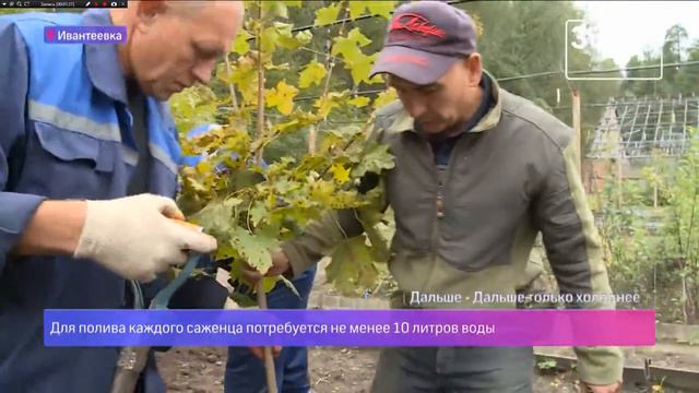 Как правильно посадить дерево смотреть онлайн