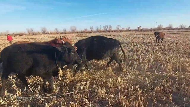 #Bullfight #Коррида #Buqalar #jangi #bulls #быки #корова #телёнок #cow #buqalar #novvos