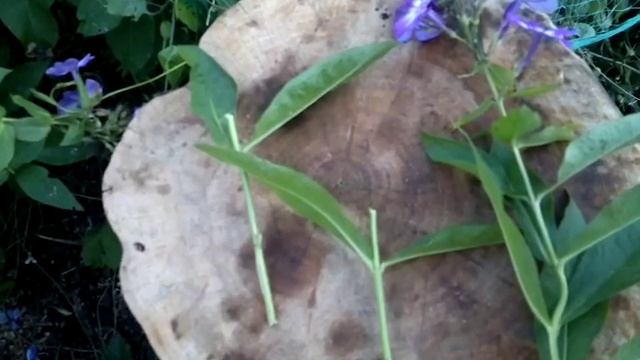 Флоксы разведение.Phloh.Советы огородникам. смотреть онлайн