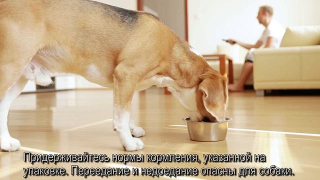 Кормление собак сухим кормом! Чем кормить собаку? смотреть онлайн