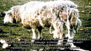 Чесоточные заболевания у овец
