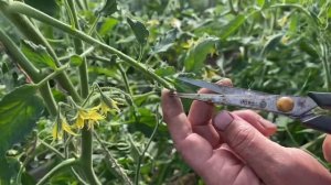 Как и когда удалять листья у томатов в теплице.