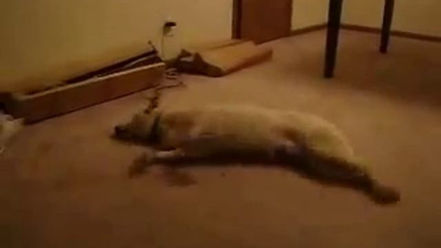 Собака бежит во сне.flv смотреть онлайн