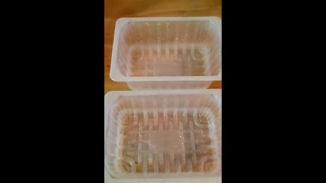 ПЕТУНИИ. ПОСЕВ в торфо-перегнойные таблетки. смотреть онлайн