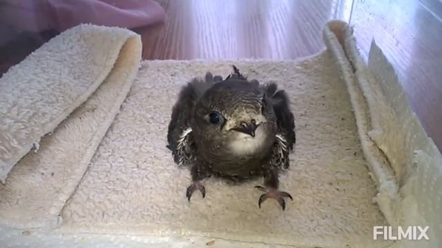 Как выкормить птенца стрижа в домашних условиях смотреть онлайн