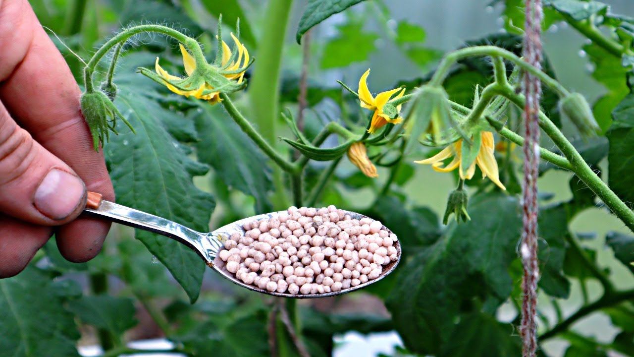 Томатный куст сбрасывает завязь? Сделаете так чтобы из каждого цветочка получалась помидорка. смотреть онлайн