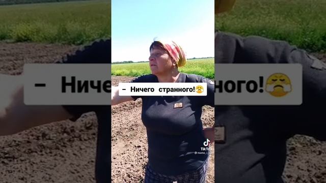 кот депутат смотреть онлайн