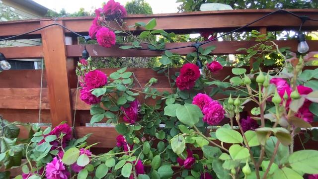 David Austin Rose - 'Tess of the D'Urbervilles' смотреть онлайн