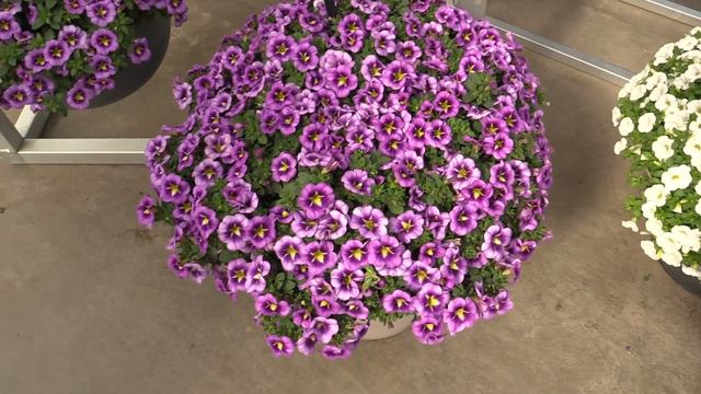 Spring Trials 2019: Ball FloraPlant смотреть онлайн