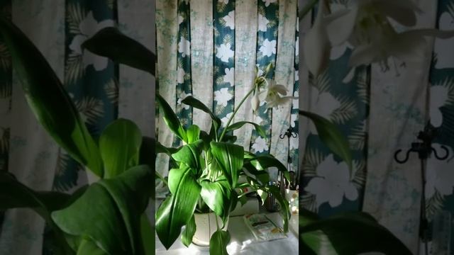 Эухарис. Цветение. Как ухаживать, чем кормить. смотреть онлайн