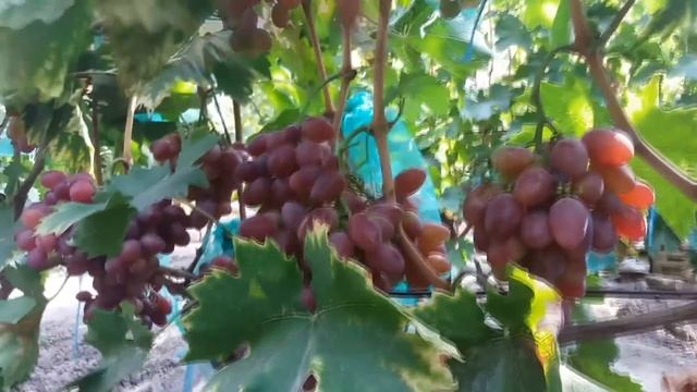 Виноград Фаэтон (Grapes Phaeton)