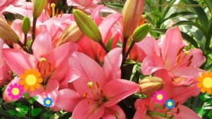 Лилия обыкновенный Бриндизи. Краткий обзор, описание характеристик lilium Brindisi