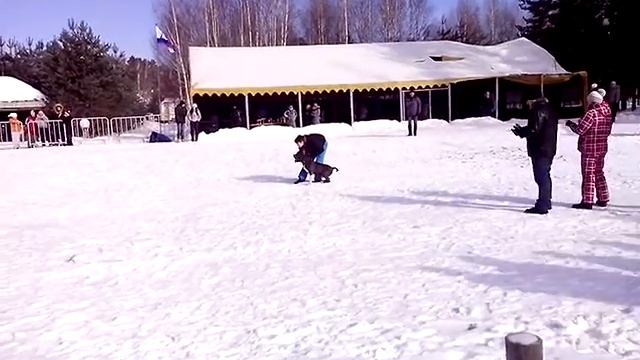 Большой ринг Клуб служебного собаководства Рыбинск Прикол 2016 смотреть онлайн