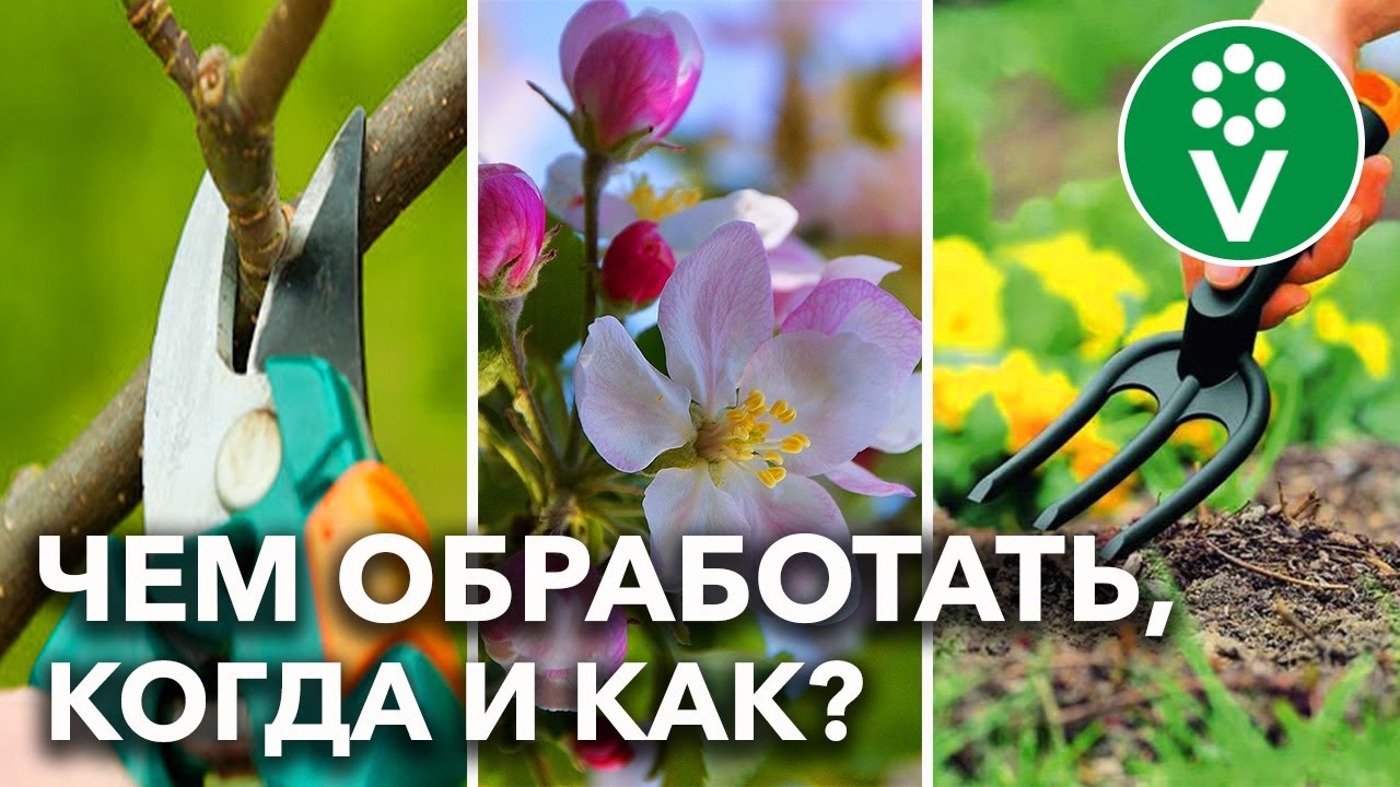 Первая ВЕСЕННЯЯ ОБРАБОТКА И ПОДКОРМКА САДА. Когда- чем и как смотреть онлайн