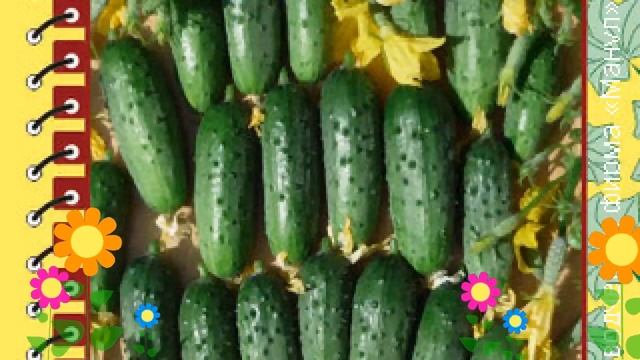 Огурец (Колибри). Краткий обзор: Огурец описание характеристик, где купить семена смотреть онлайн