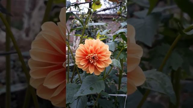 Hoa thuoc duoc смотреть онлайн