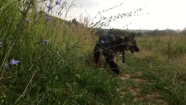 VLOG:Купаемся в речке//Дача//Дожди?? смотреть онлайн