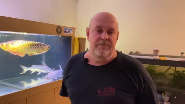 Эксклюзивная рыба / Часть 2. Азиатские золотые и красные арованы / Arowana tank / Lince Catfish смотреть онлайн