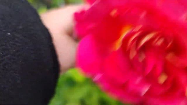 РОЗА🌹 ДЕКОР АРЛЕКИН И КРОНЕНБУРГ 🌹🌹 смотреть онлайн