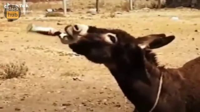 Бухой асёл бежит от копов NFS смотреть онлайн