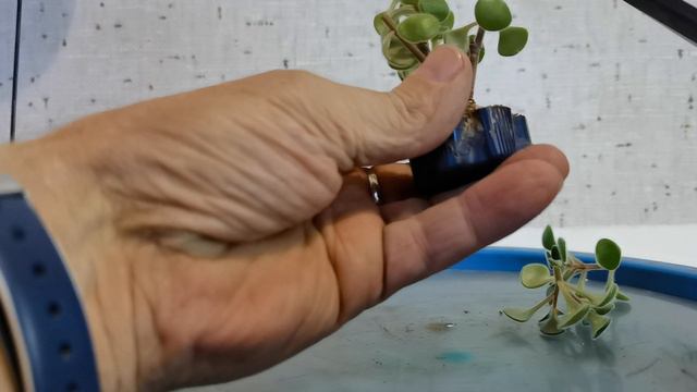 Аихризон, дерево любви, золотое дерево, бонсай маме из суккулентов.