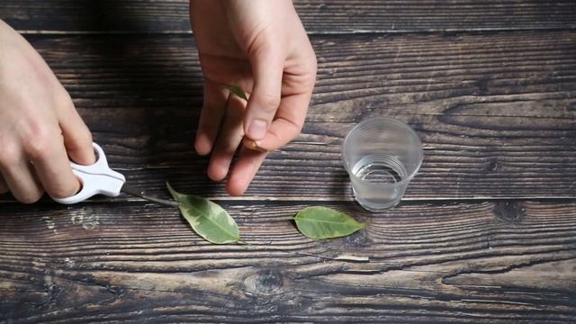 Benjamin Ficus - Ficus Propagation - How to propagate any ficus tree plant - Golden King смотреть онлайн