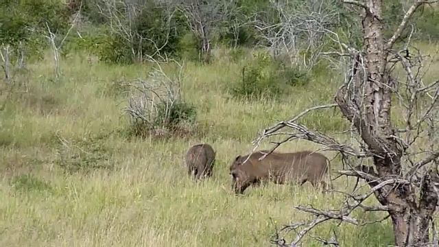00031 ЮАР поросята и зебры смотреть онлайн