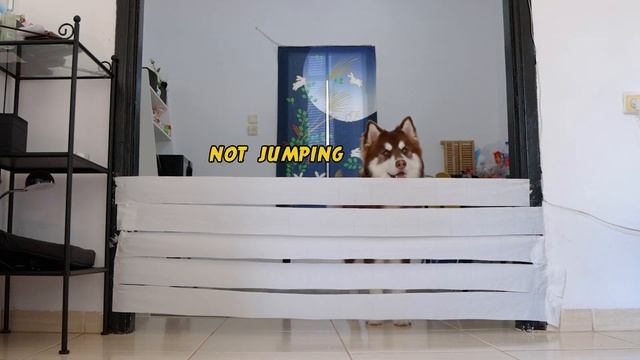 My Dogs React To The Wall Of Toilet Paper Challenge | Huskies and Dachshund смотреть онлайн