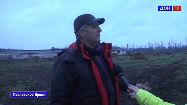 Швицкая порода коров в с. Бабка. г. Павловск Воронежской обл. смотреть онлайн