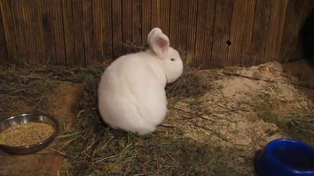 Новозеландский Белый Кролик Гром гуляет в вольерчике смотреть онлайн