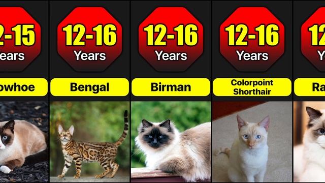 Lifespan Of Different Cat Breeds | How Many Years Do Different Cat Breeds Live? смотреть онлайн