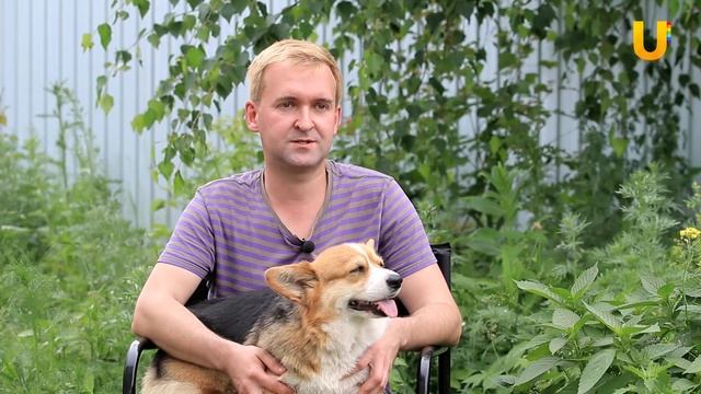 Глазами животных #282 (Вельш корги пемброк - гордость английских заводчиков на уфимской земле) смотреть онлайн