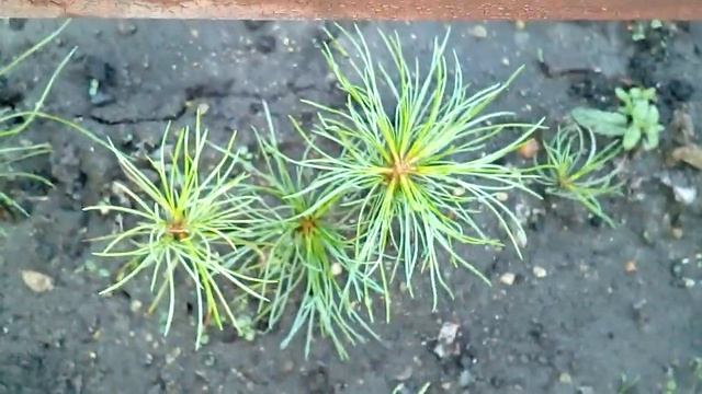 Как  выглядит годовалый кедр ?