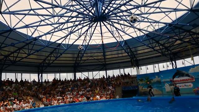 Дельфинарий в Сочи-Парке смотреть онлайн