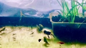Аквариумный Мраморный Рак