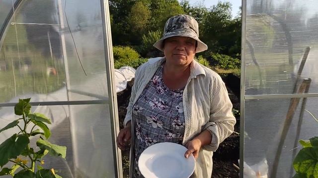 Снимаю первый урожай огурцов. Сорт Герольд. смотреть онлайн