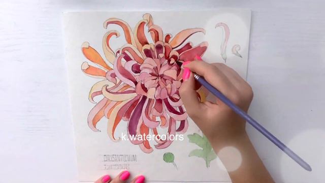 Botanical illustration | 1 minute Speedpaint | Chrysanthemum смотреть онлайн