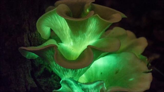 Bioluminescent Mushrooms! смотреть онлайн