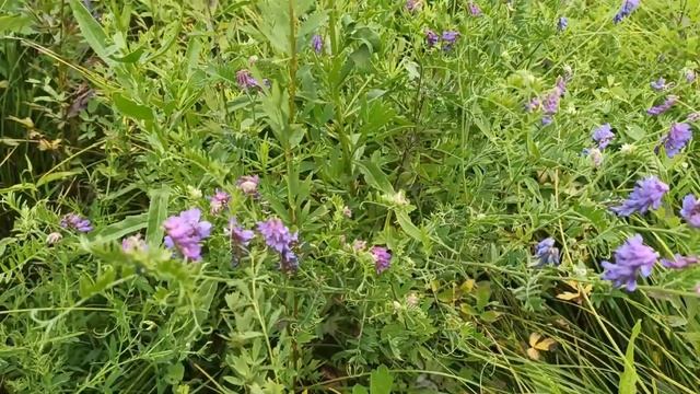 Обзор медоносов на нашей пасеке, 16 июля 2020, Пасека Старчевских