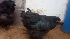 Куры породы кохинхин черный