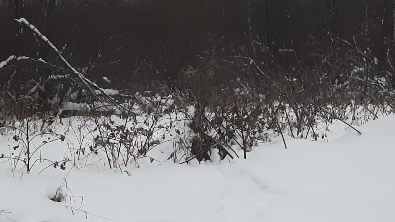 Ловля певчих птиц 2.1.2022 год. смотреть онлайн