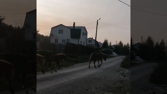 Хозяин просто выпускает табун лошадей гулять по посёлку и пастись на чужих огородах. Тула. Частое смотреть онлайн