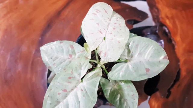 Syngonium Milk Confetti, tanaman hias koleksi trend 2022 смотреть онлайн