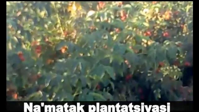 Ромашка плантатция" Сукок гилоси" ф/х. смотреть онлайн