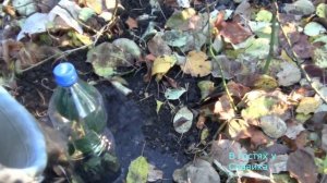 Розы. Осеннее Черенкование Роз в Открытом Грунте.