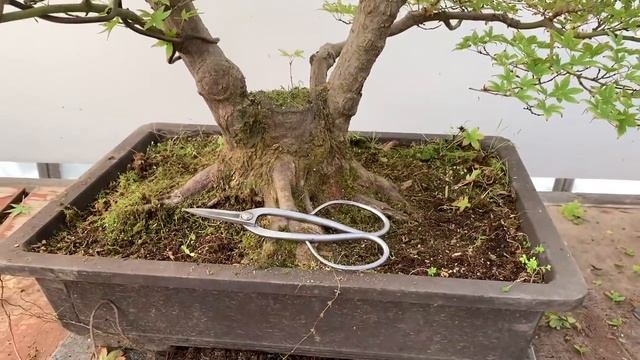 Maple Series - Part II - Pruning & Shaping смотреть онлайн