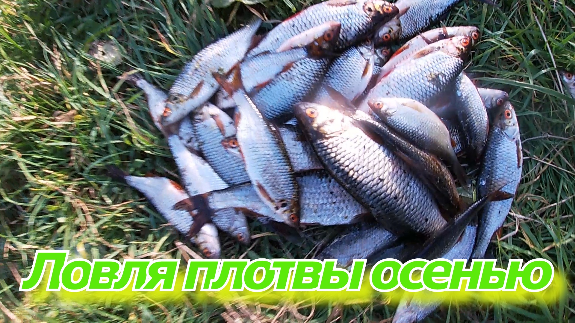 Рыбалка на плотву в октябре.Ловля плотвы. смотреть онлайн