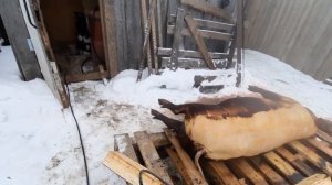 Вес поросёнка дюрок 6,5 месяцев